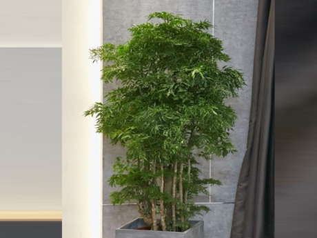 Cây Đinh lăng trước nhà: Cách giữ lộc bền lâu cho không gian sống