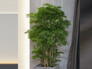 Cây Đinh lăng trước nhà: Cách giữ lộc bền lâu cho không gian sống