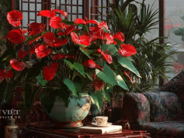 5 cây cảnh may mắn của gia đình, không nên tùy tiện cho đi, kẻo lại đánh mất vận may của chính mình