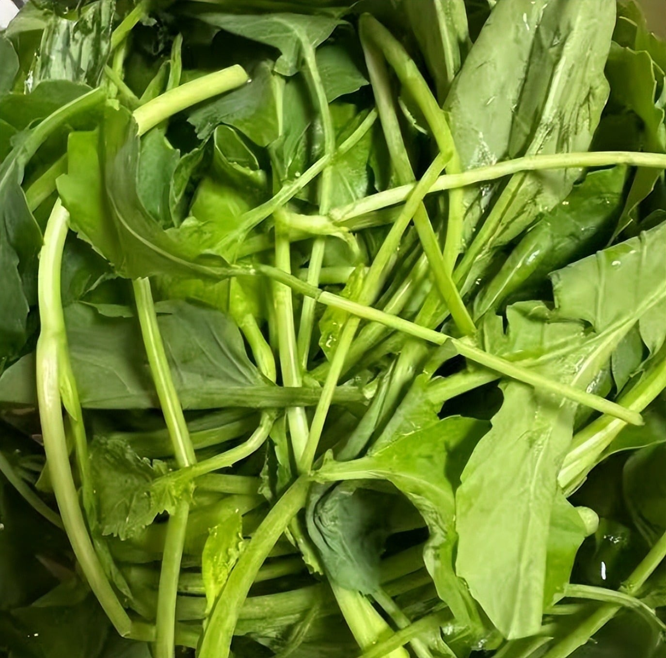 Loại rau giòn ngọt, giúp ẩm phổi, giảm ho, sáng mắt, xào đơn giản vẫn thơm ngon cực kỳ - 7