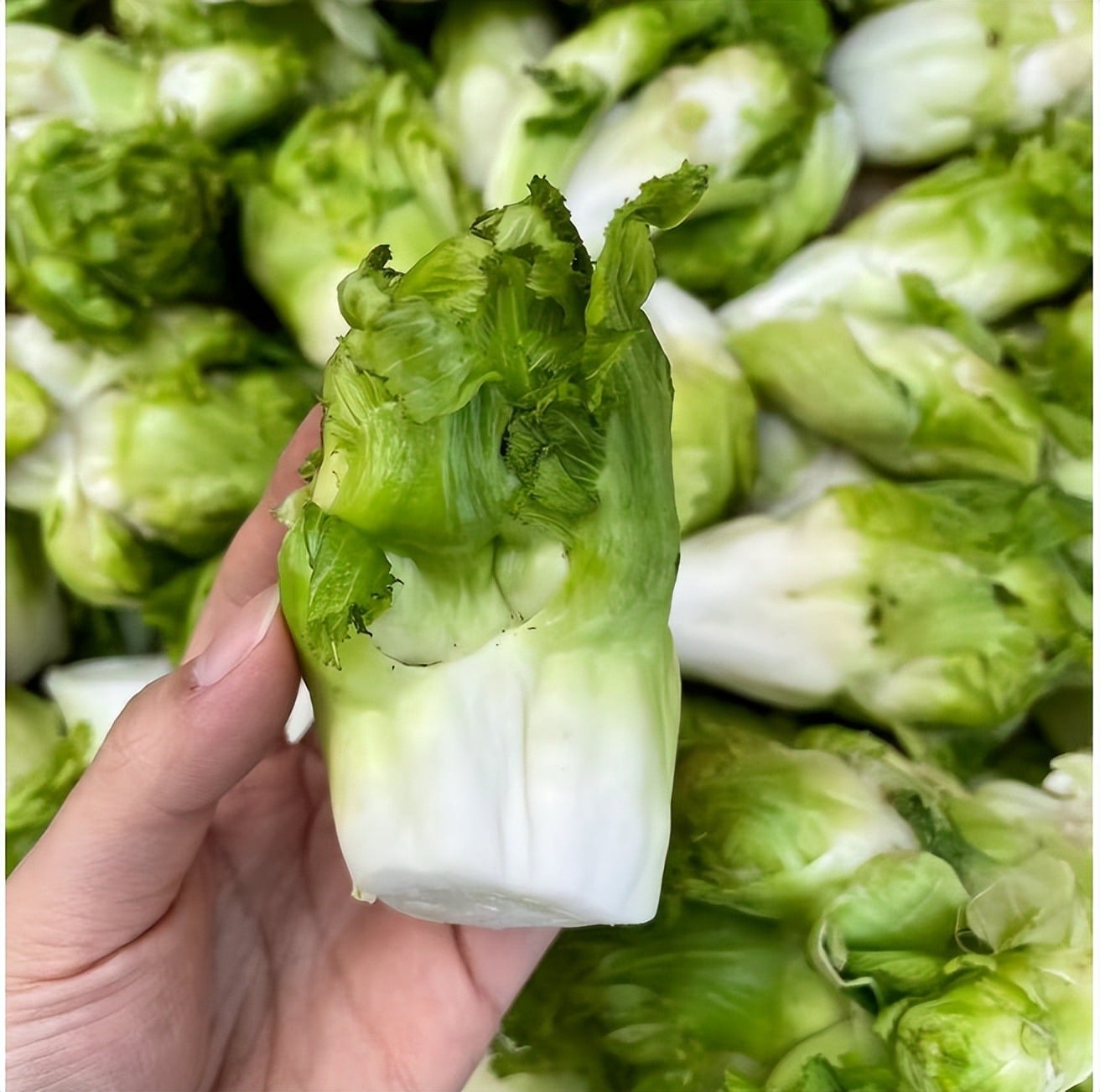 Loại rau chỉ miền núi mới có, ăn đắng ngẫm ngọt, giúp ngủ ngon, sáng mắt, giải độc, xào thịt bò ngon xỉu - 4