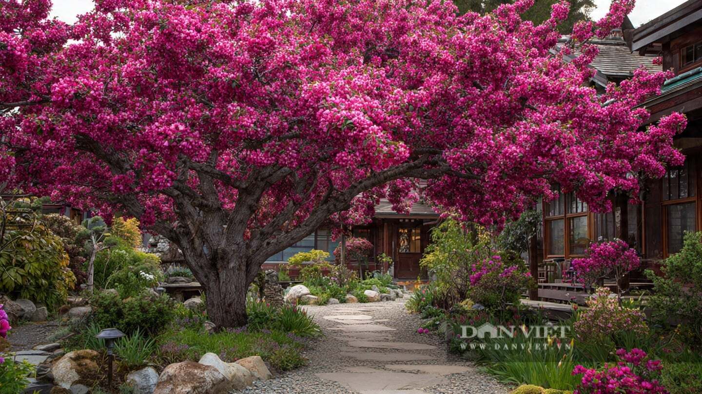 Mỗi bông hoa nở rộ trở thành một khoảnh khắc quý giá