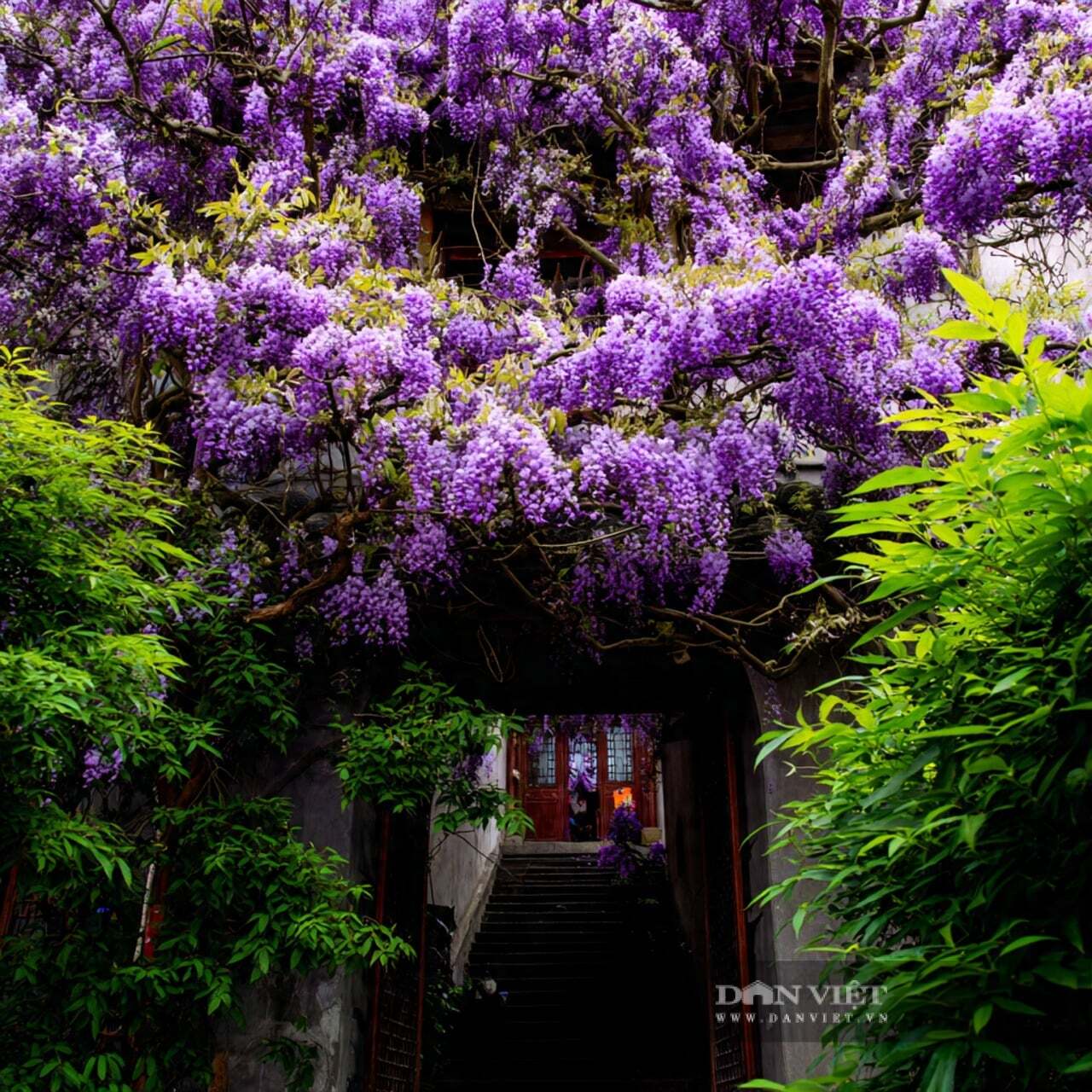 Cây cảnh tử đằng vô cùng dẻo dai