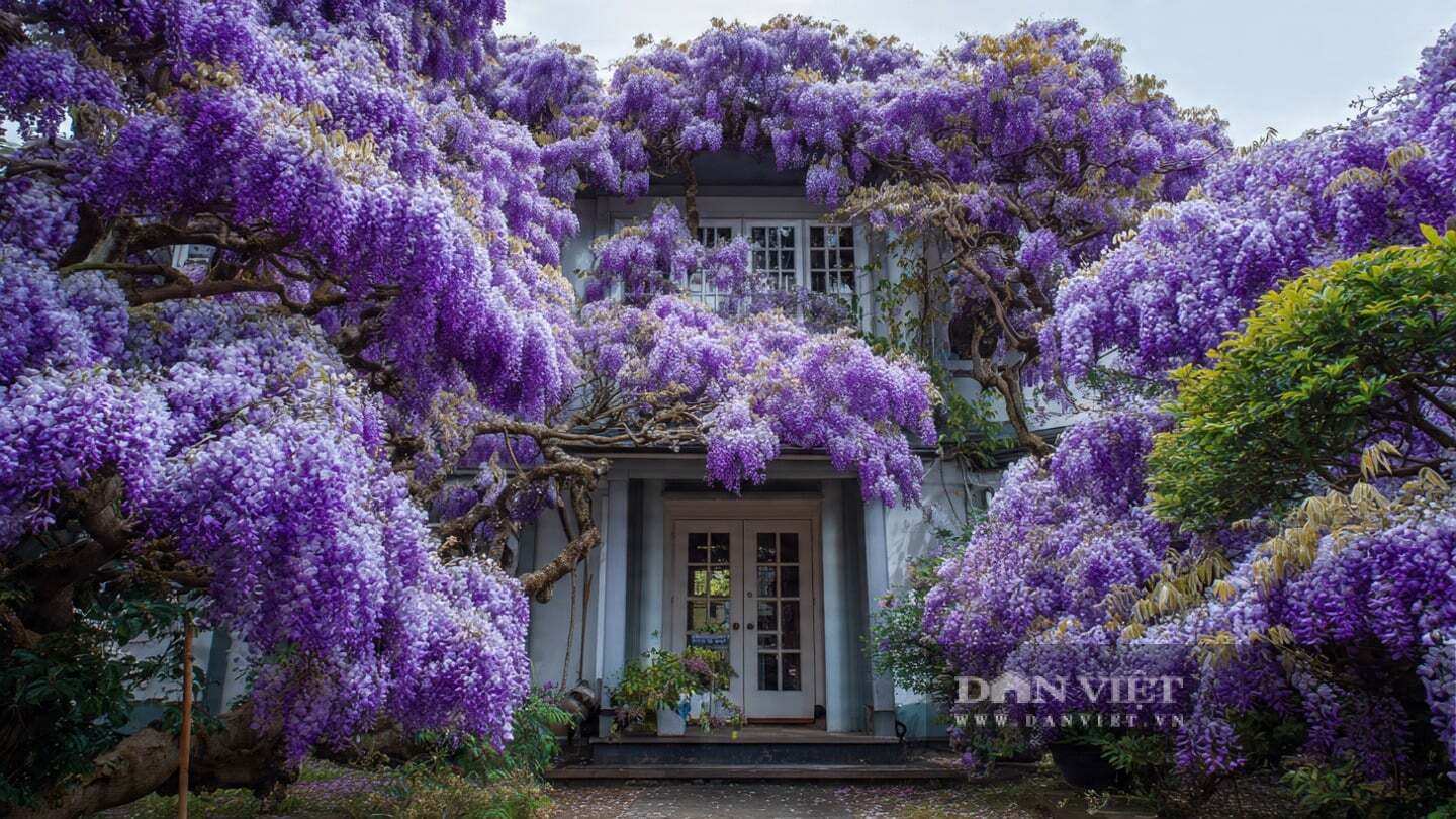 Cây cảnh tử đằng là biểu tượng của văn hóa và cảm xúc.