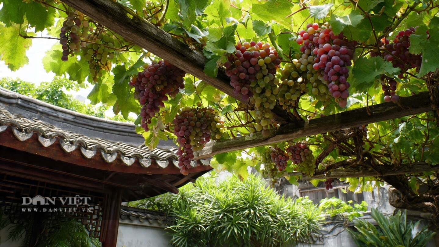 Theo người xưa, ý nghĩa phong thủy chung của cây nho là gia đình thịnh vượng, đông con