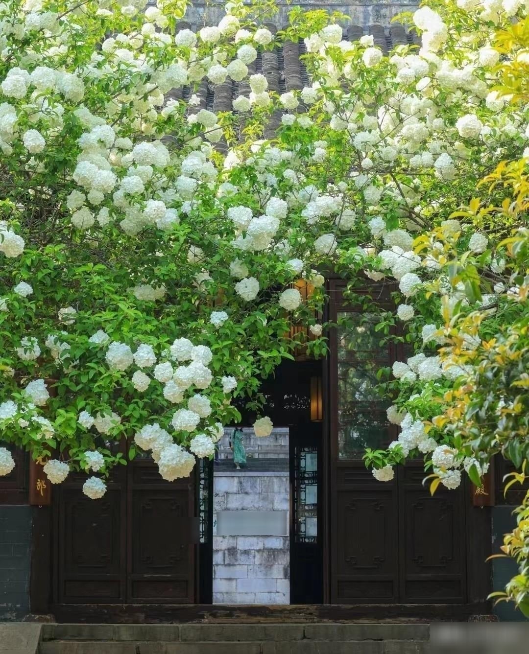 Ở Việt Nam, loài bóng tuyết này ít thấy. Ảnh minh họa Toutiao