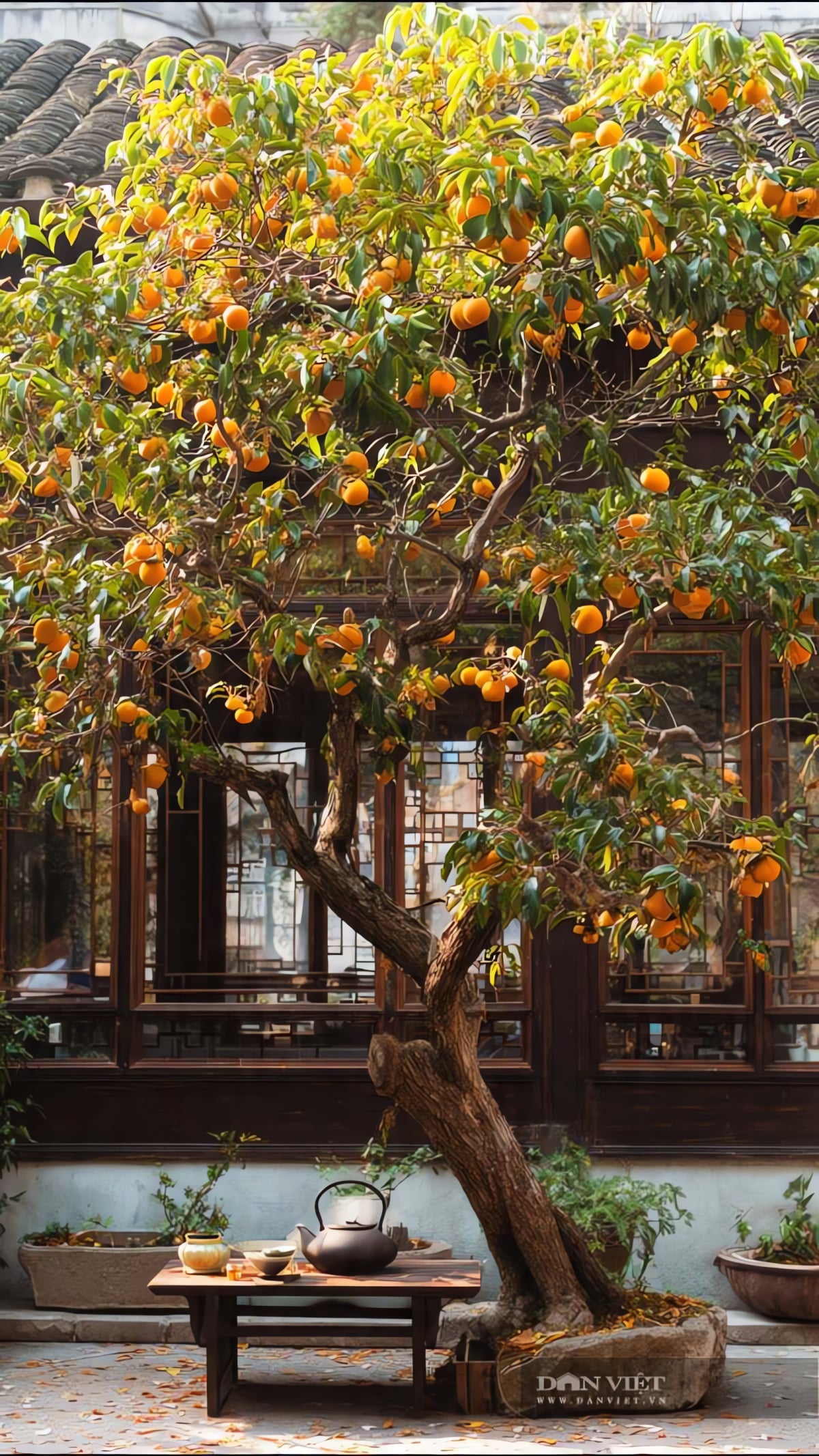 img src/upload/1-2026/images/2026-01-27/1769482585-tao-dai-cay-canh-nguoi-xua-a122-0523-width1440height810.jpg width660 /