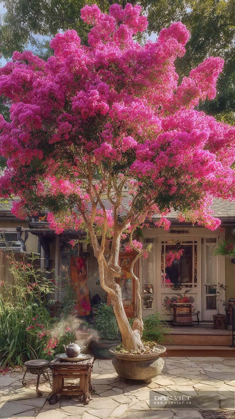 Người xưa dặn: Trồng cây cảnh tường vi trong sân, gia đình bách nhật hồng