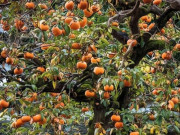 Nhà đẹp - Người xưa dặn: Trồng 4 cây cảnh trong sân, tổ tiên hưởng phước lành,con cháu nhận giàu sang, phú quý