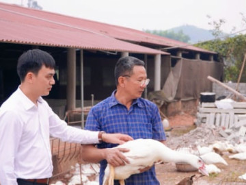 Bỏ lợn, né gà vịt, ông nông dân Thái Nguyên chọn lối đi riêng đó là nuôi ngan - loài gia cầm có bộ lông trắng muốt