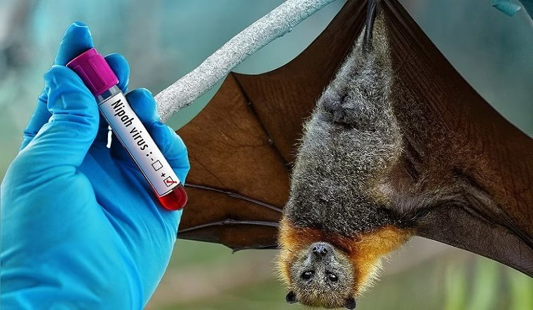 Virus Nipah lây từ động vật sang người.