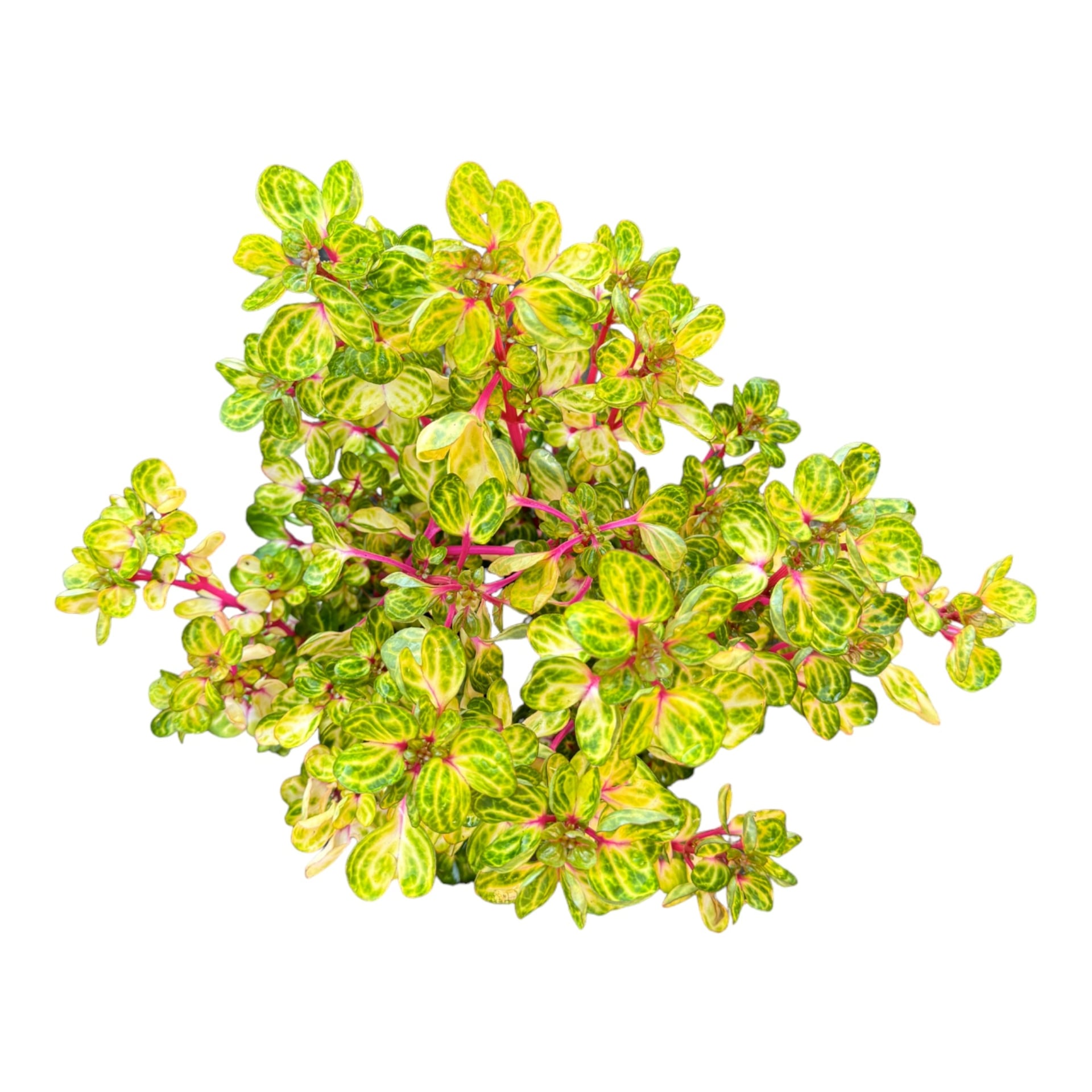 Cây cảnh này rất xinh đẹp với màu lá xanh lục có gân vàng