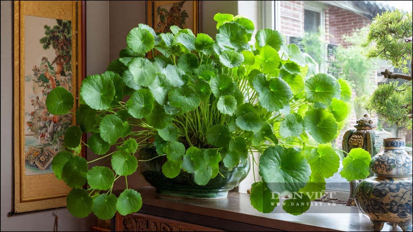 Cây cảnh này được coi là loài hoa của sự giàu có