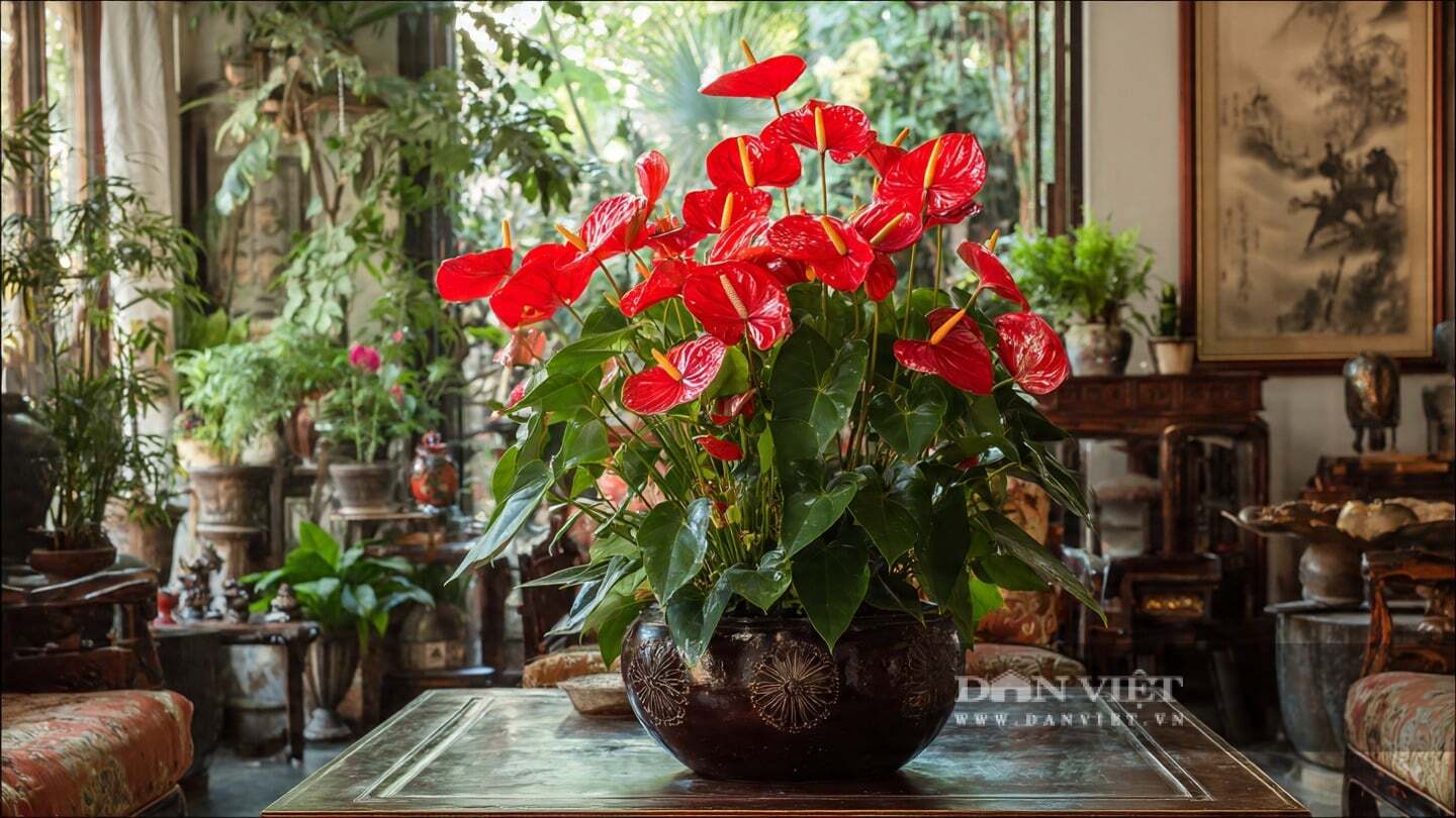 Cây cảnh hồng môn cũng được coi là loài hoa may mắn