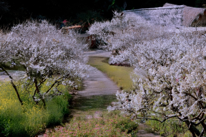 Mộc Châu Mùa Amp;#34;Trắng Xóaamp;#34;: 5 Tọa Độ Check-In Hoa Mận Không Nên Bỏ Qua - 3