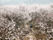 Lifestyle - Mộc Châu mùa "trắng xóa": 5 tọa độ check-in hoa mận không nên bỏ qua