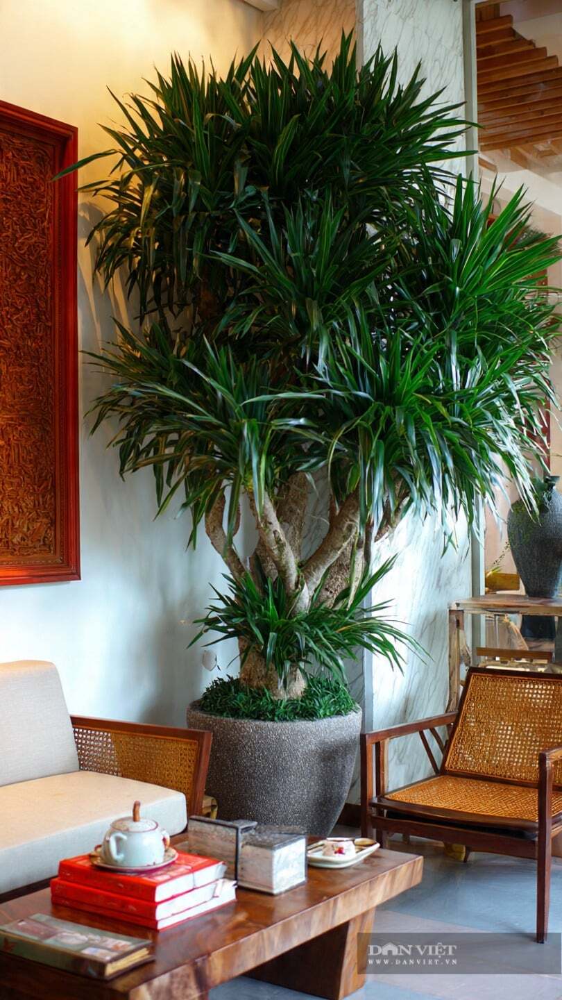 Cây cảnh này loại bỏ hiệu quả các chất độc hại