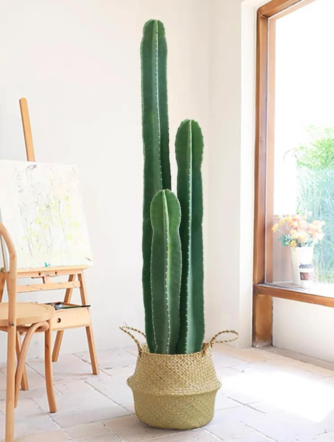 img src/upload/1-2026/images/2026-01-29/1769678607-xuong-rong-tru-cay-canh-12-0358-width1200height1515.jpeg width660 /