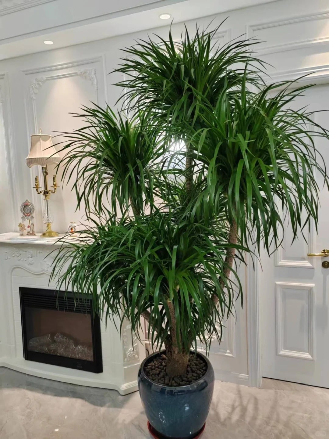 Cây cảnh huyết rồng có nhiều ý nghĩa như: trường thọ, may mắn, thịnh vượng.