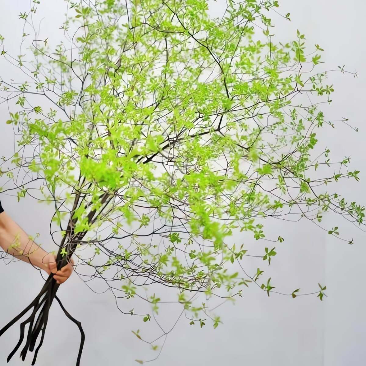 Loài thạch nam được khai thác cành lá để cắm làm cảnh là Japanese enkianthus