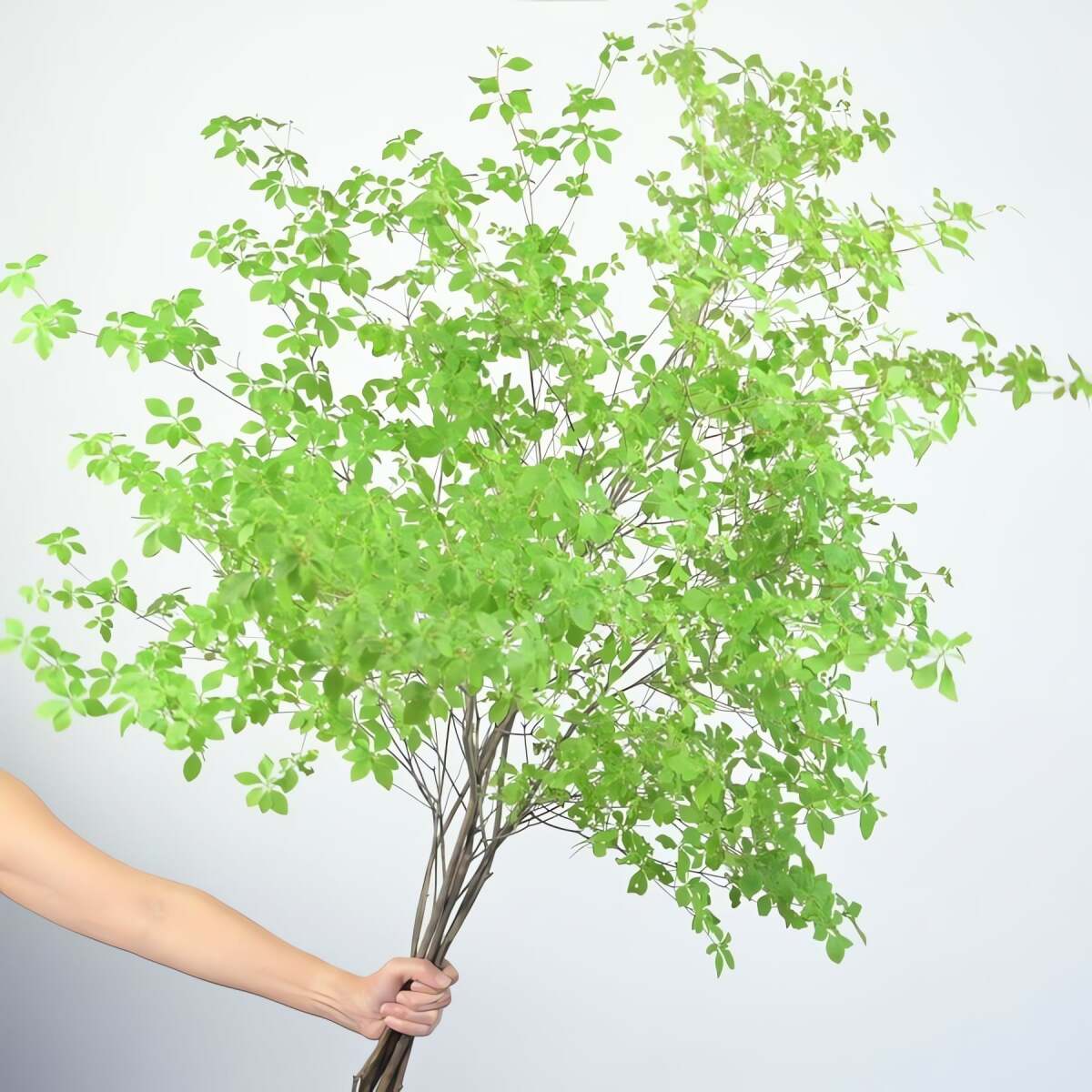 Cây cảnh này dạy bạn phải sống chậm lại trong nhịp sống hối hả và trân trọng vẻ đẹp của hiện tại.