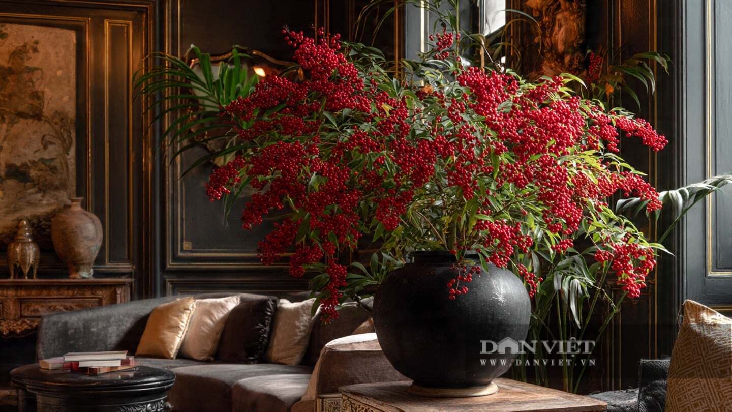 Tên gọi và hình dáng của cây cảnh nam thiên trúc đáp ứng được kỳ vọng về sự bình an