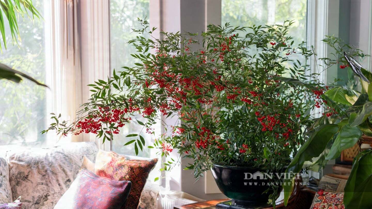 Quả có thể tồn tại đến nửa năm, mang đến cho con người niềm vui thu hoạch.