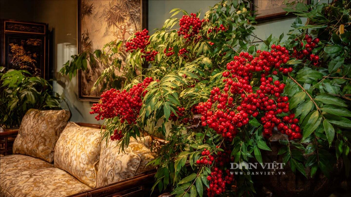 Cây cảnh này rất thích hợp để trồng trong phòng khách