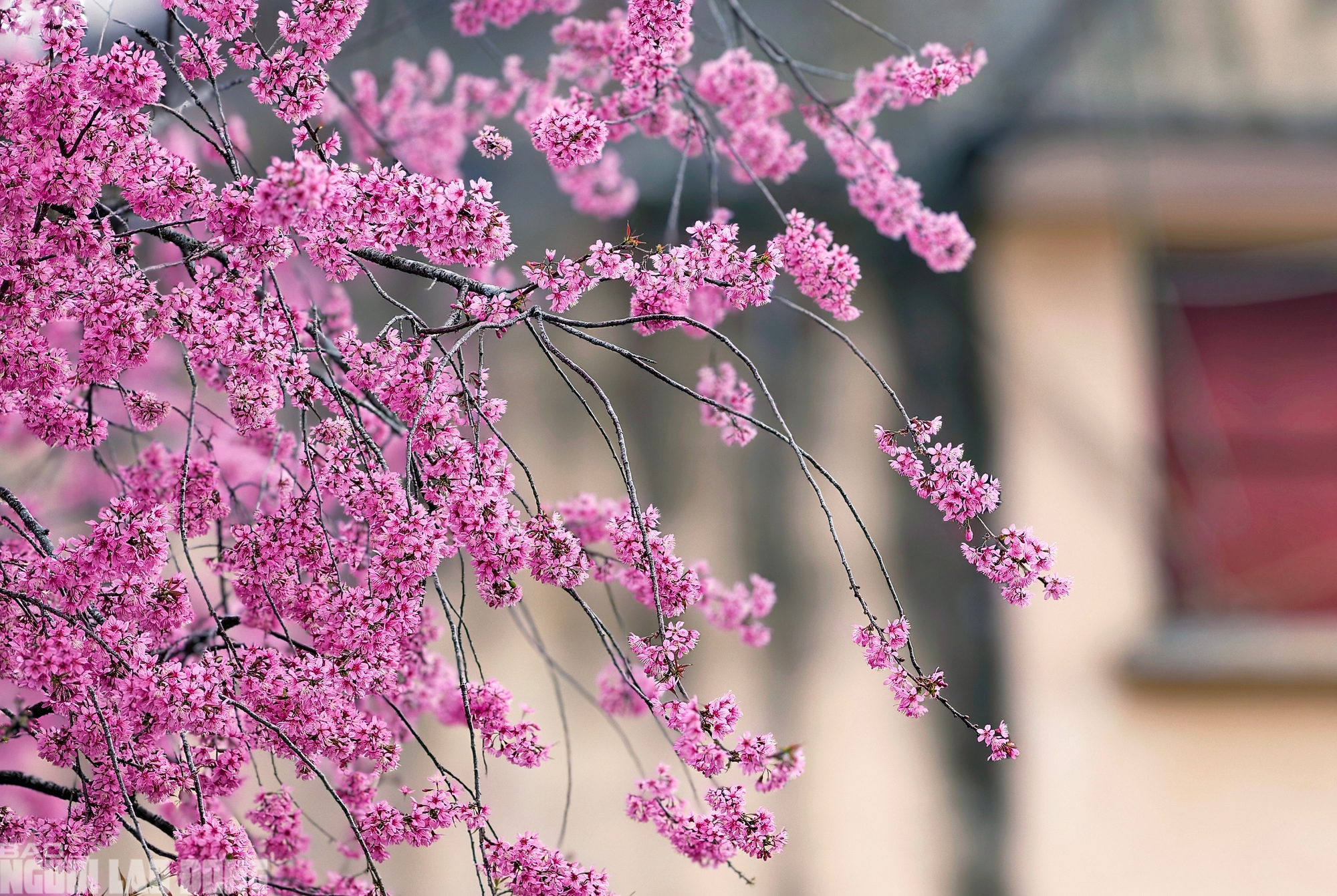 img src/upload/1-2026/images/2026-01-30/1769745008-base64-3341-width2000height1359.jpeg width660 /