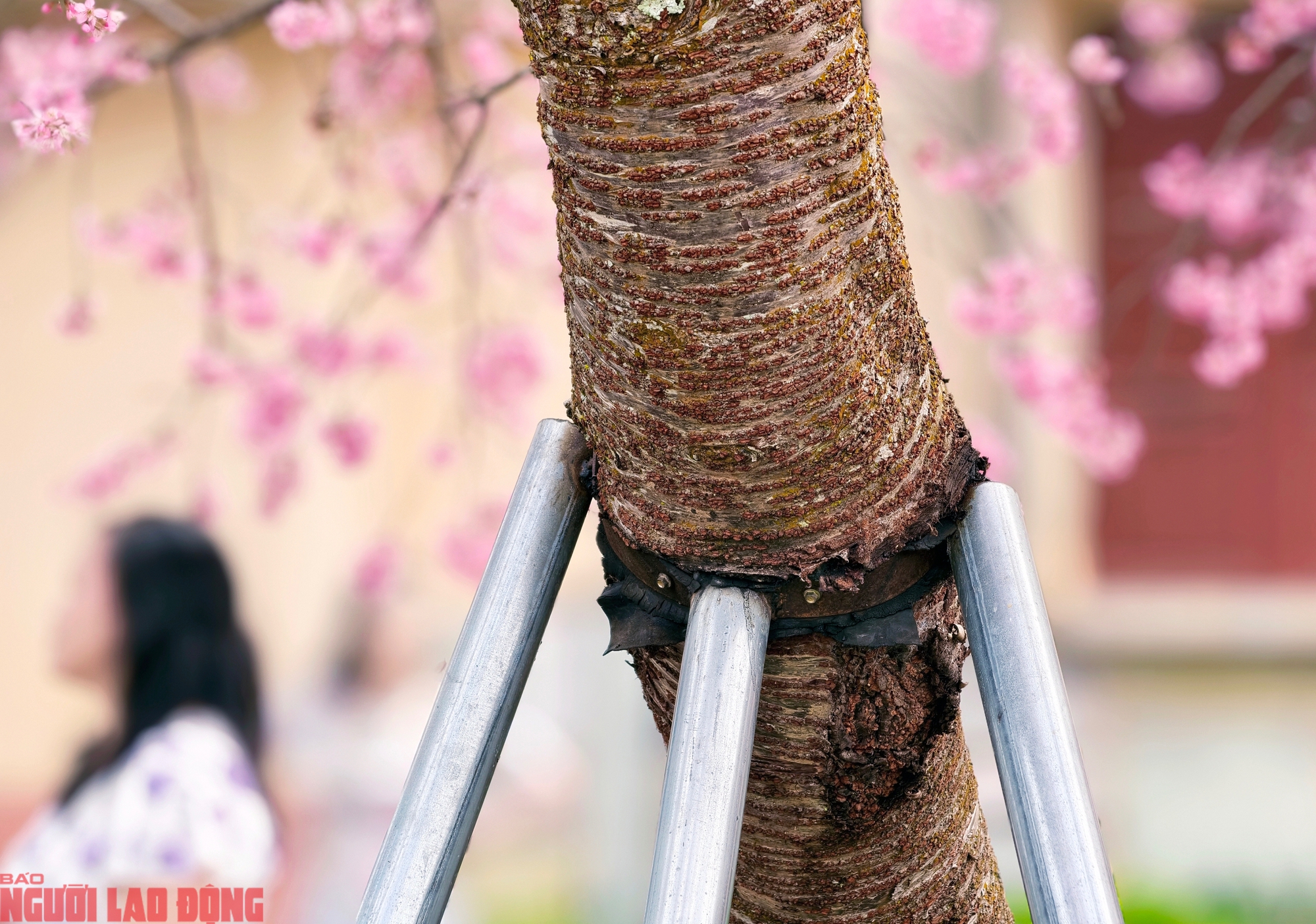 Do cây đang có dáng khá nghiêng nên đơn vị quản lý phải dùng 3 cọc sắt chống đỡ để cây khỏi ngã đổ.