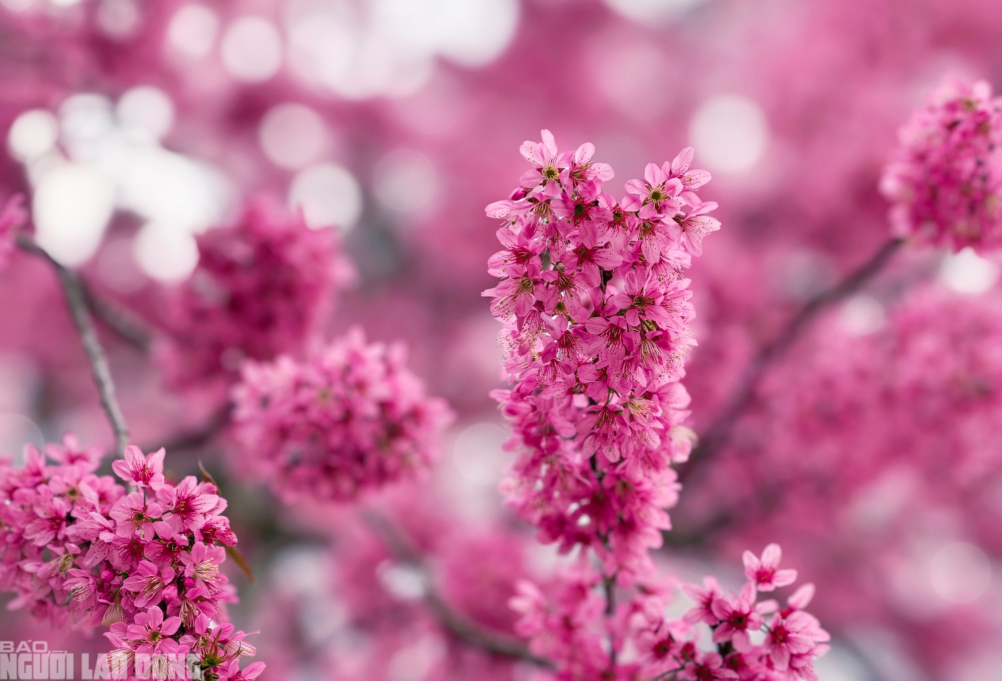 Cây mai anh đào amp;#34;siêu hotamp;#34; ở Đà Lạt, hàng trăm người chờ check-in mỗi ngày - 4