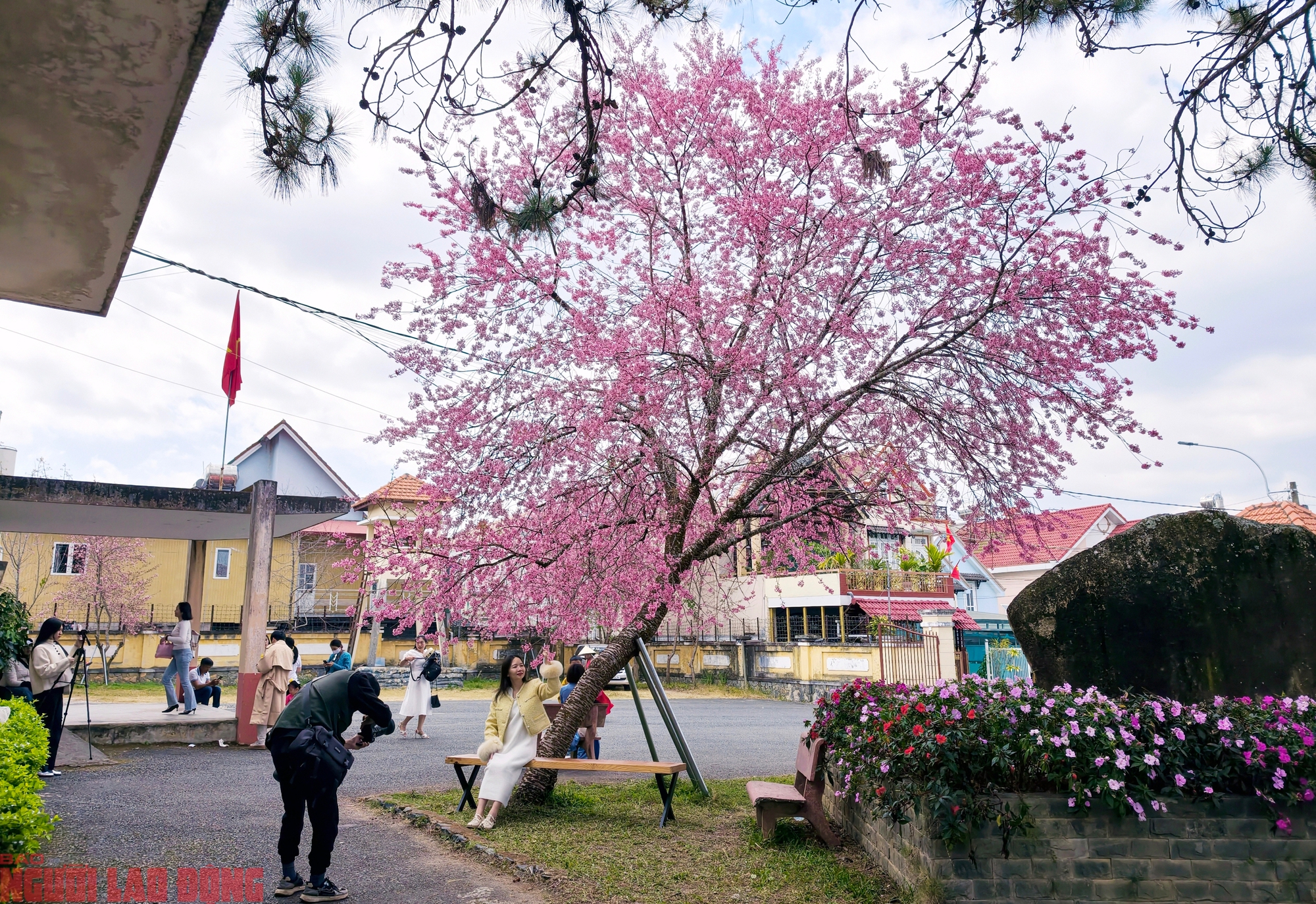 Cây mai anh đào amp;#34;siêu hotamp;#34; ở Đà Lạt, hàng trăm người chờ check-in mỗi ngày - 7