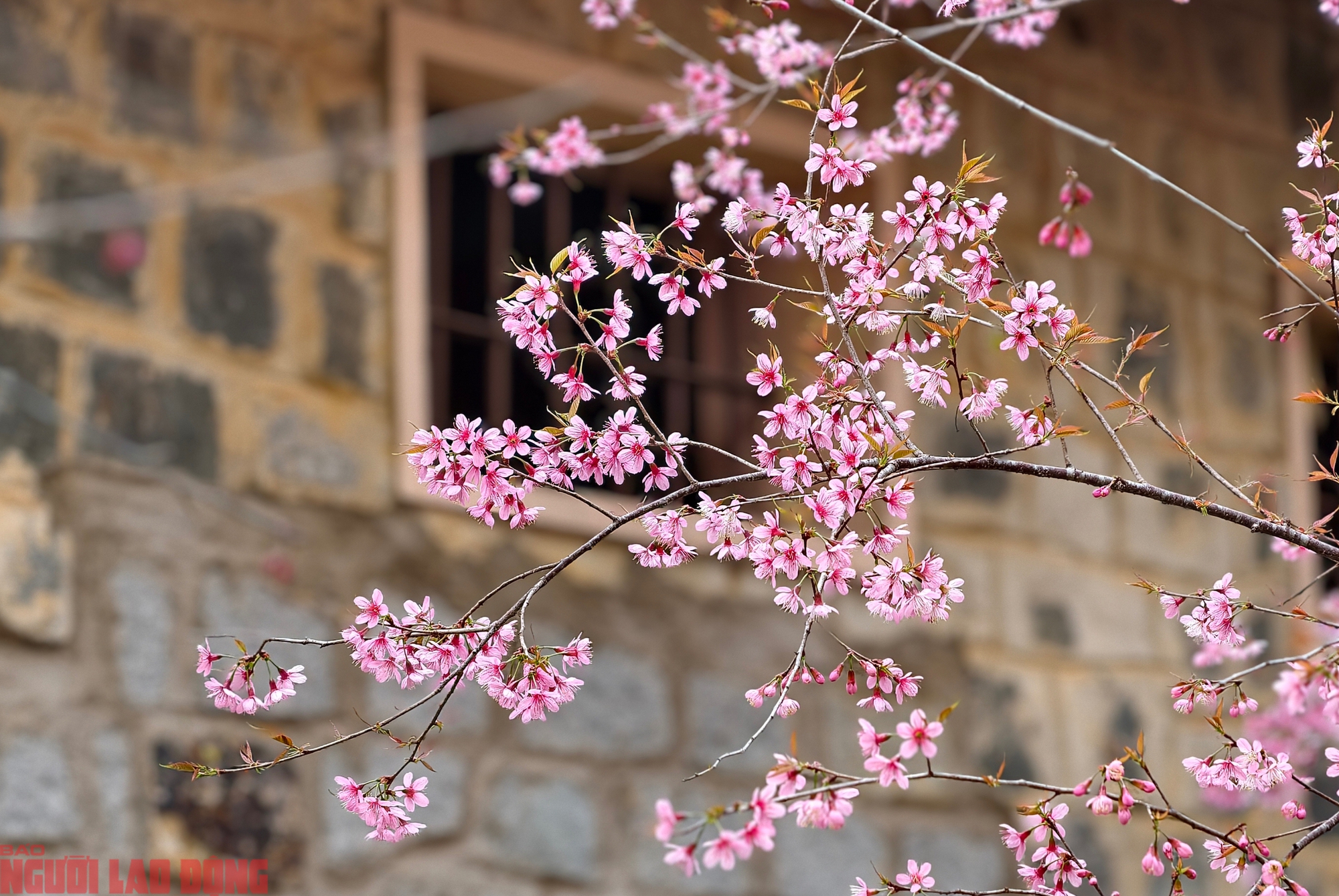 Cây mai anh đào amp;#34;siêu hotamp;#34; ở Đà Lạt, hàng trăm người chờ check-in mỗi ngày - 10