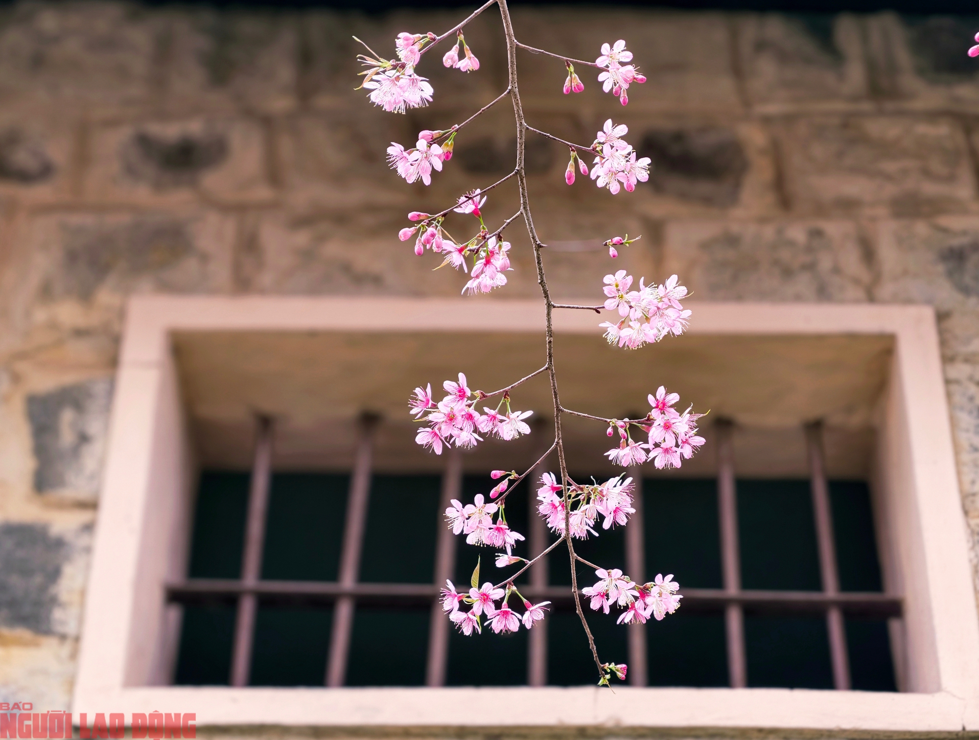 img src/upload/1-2026/images/2026-01-30/1769745016-base64-12004-width2000height1339.jpeg width660 /