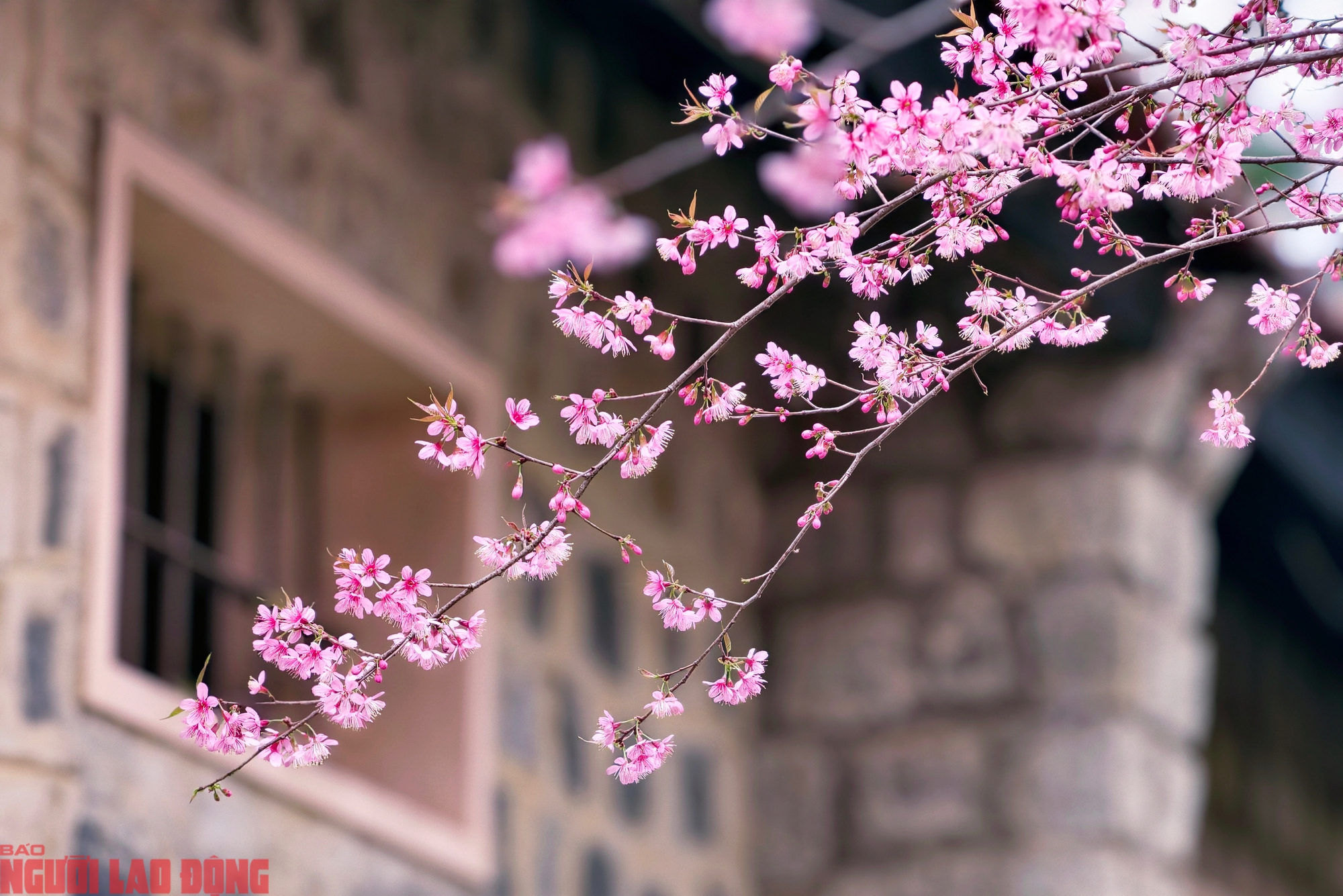 Bên hông Nhà lao Thiếu nhi Đà Lạt còn hàng chục cây mai anh đào khác đang nở, tuy không đẹp bằng cây mai anh đào lớn ở cổng chính nhưng có nhiều góc ảnh đẹp. Tại đây cũng có nhiều thợ chụp ảnh để phục vụ khách đến check-in.