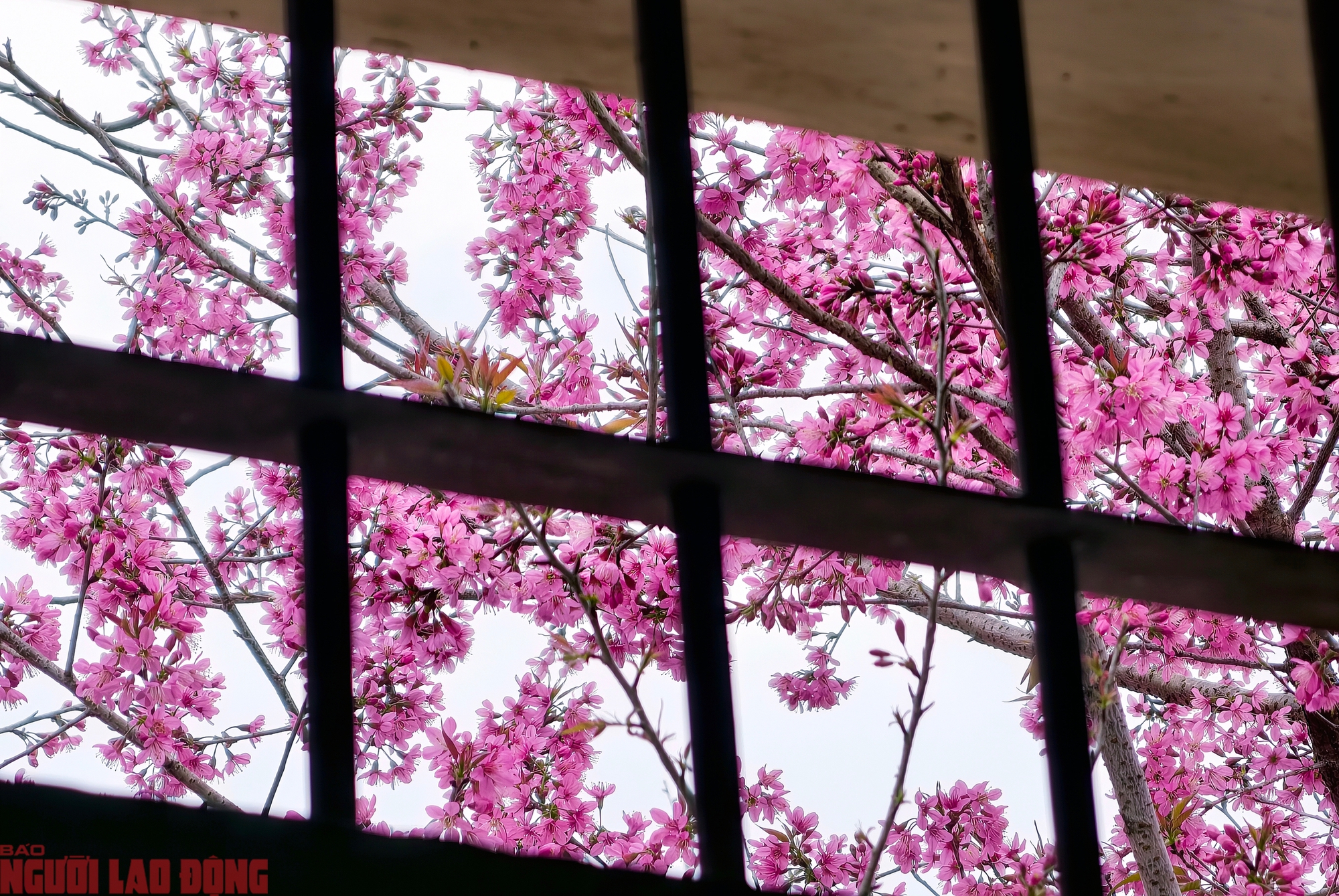 Mai anh đào nhìn từ bên ngoài và bên trong cửa sổ của một phòng giam Nhà lao Thiếu nhi. Công trình này được xây dựng năm 1971 - giải tán năm 1973 với tên gọi chính thức là “Trung tâm giáo huấn Thiếu nhi Đà Lạt”, từng là nơi giam giữ hơn 600 tù nhân Thiếu nhi (tuổi từ 12 đến 17).