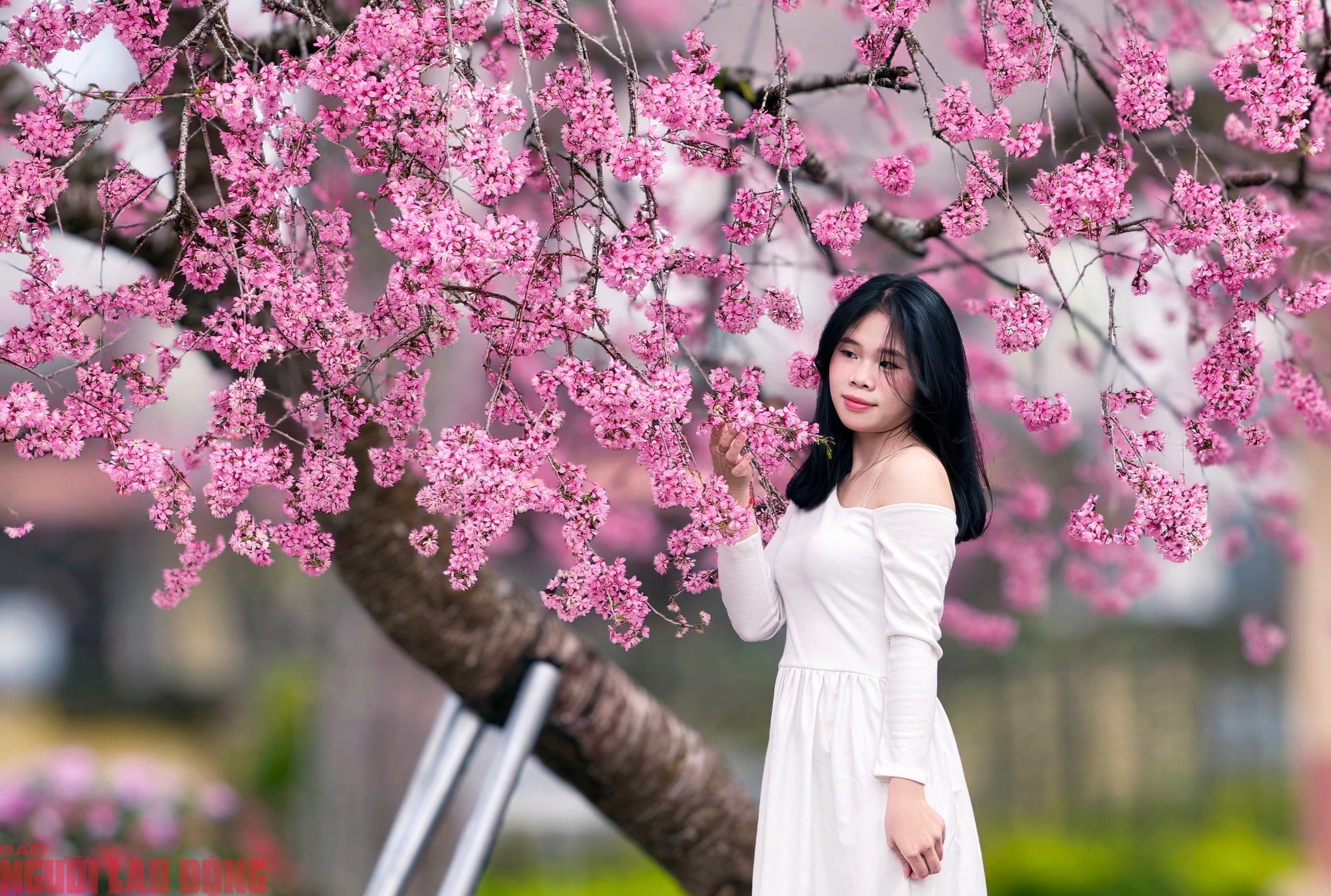 Cây mai anh đào amp;#34;siêu hotamp;#34; ở Đà Lạt, hàng trăm người chờ check-in mỗi ngày - 14