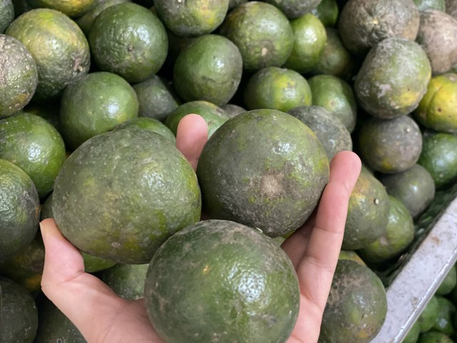 Đối với cam sành có kích thước nhỏ, giá sẽ chỉ khoảng vài nghìn đồng/kg khi mua số lượng lớn.