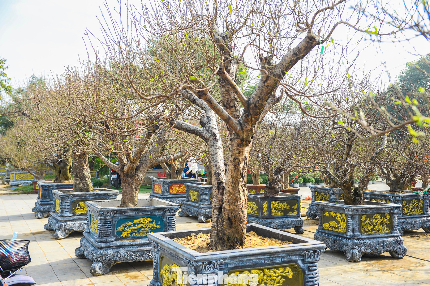 Những ngày giáp Tết Nguyên đán, trên một số tuyến đường trung tâm ở phường Hạc Thành, Nguyệt Viên (tỉnh Thanh Hóa), các điểm bán và cho thuê đào, cây cảnh hoạt động nhộn nhịp.