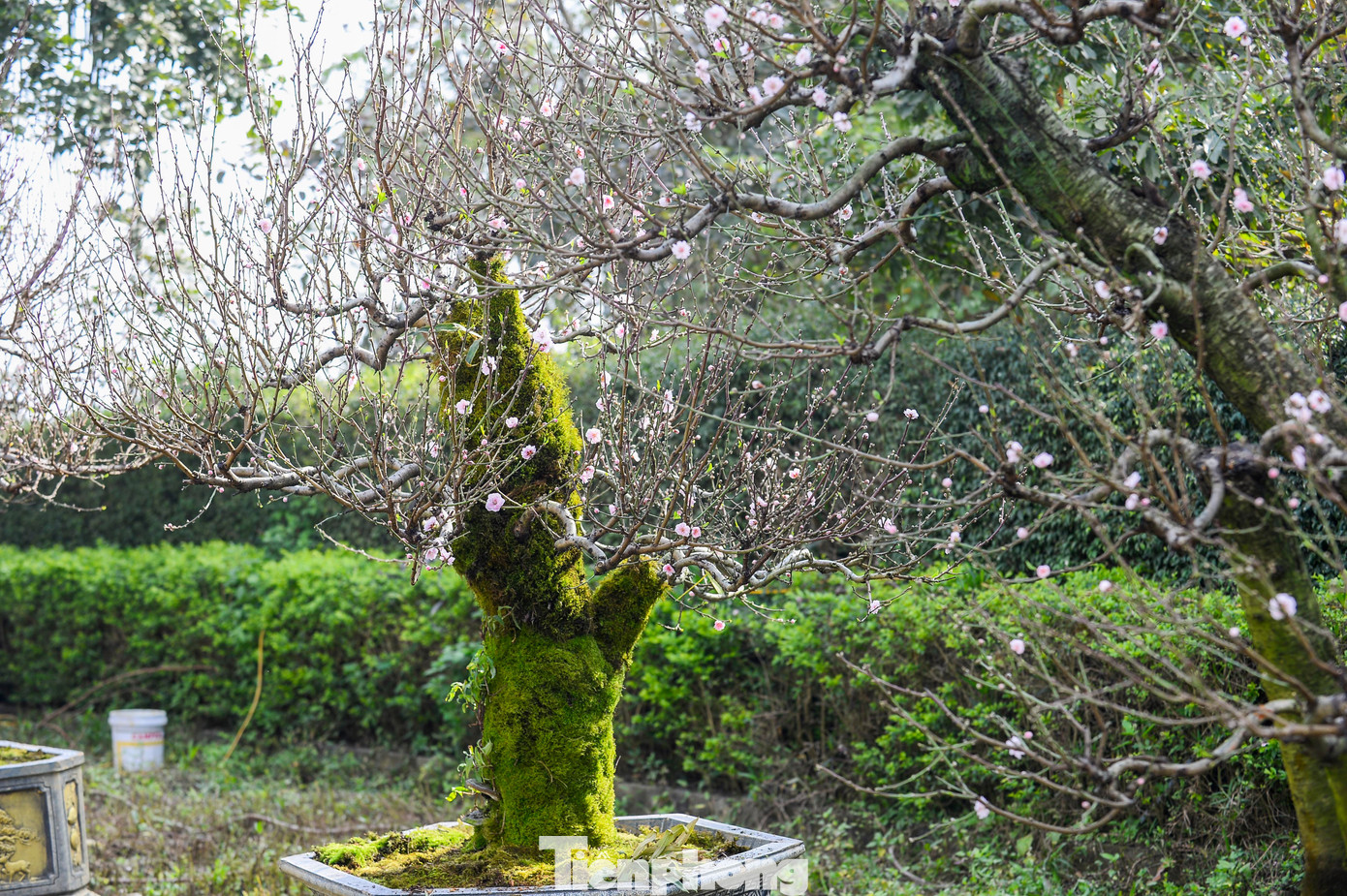 Theo các chủ vườn, những gốc đào cổ thụ này được thương lái đưa từ Mộc Châu, Hải Phòng về bày bán, cho thuê. Nhiều gốc đào có tuổi đời hàng chục năm, thân xù xì phủ rêu phong, đường kính từ 30 cm đến hơn 50 cm, dáng thế đồ sộ, cổ kính, khác biệt rõ nét so với các dòng đào truyền thống.