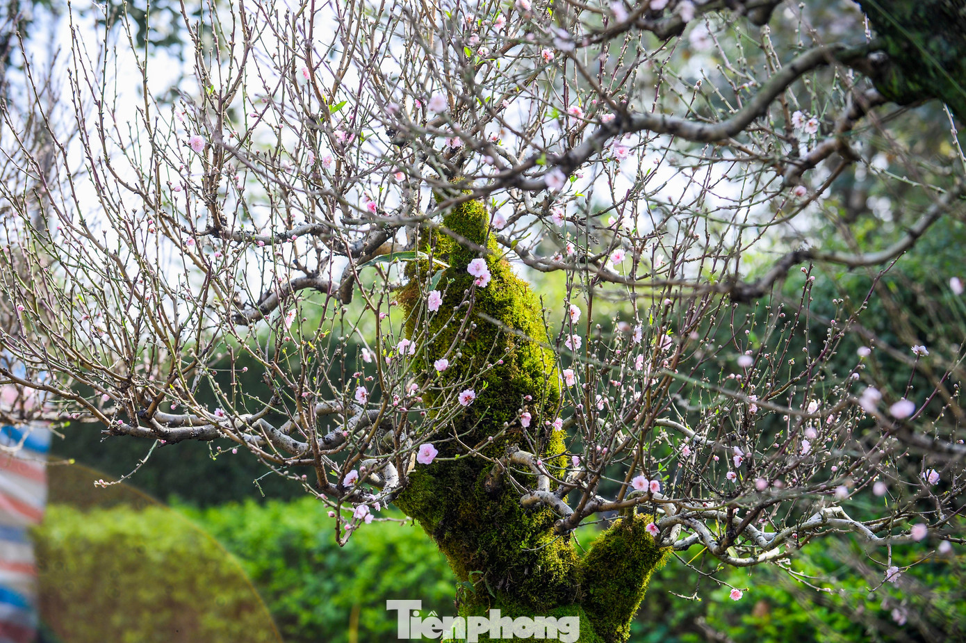 img src/upload/1-2026/images/2026-01-31/1769830928-tp-9-1010-width1390height925.jpg width660 /