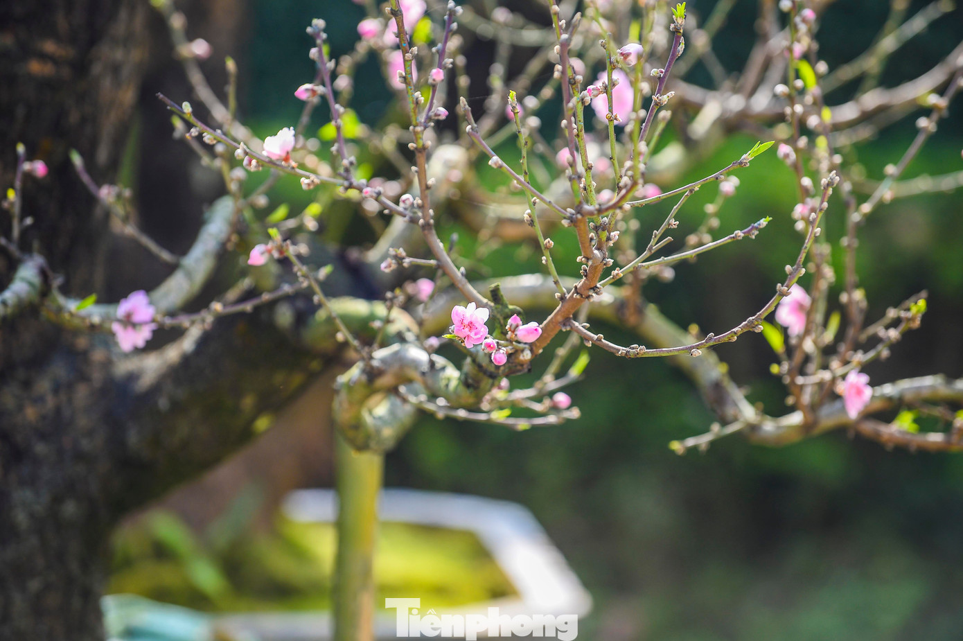 Chủ vườn đào cho biết, nhiều năm qua, dòng đào cổ thụ được ưa chuộng bởi thân cây lớn, dáng thế cổ kính, lớp vỏ xù xì phủ rêu phong tự nhiên, hoa nở dày, cánh dày và bền màu, mang vẻ đẹp trầm mặc, sang trọng, phù hợp trưng bày dịp Tết.