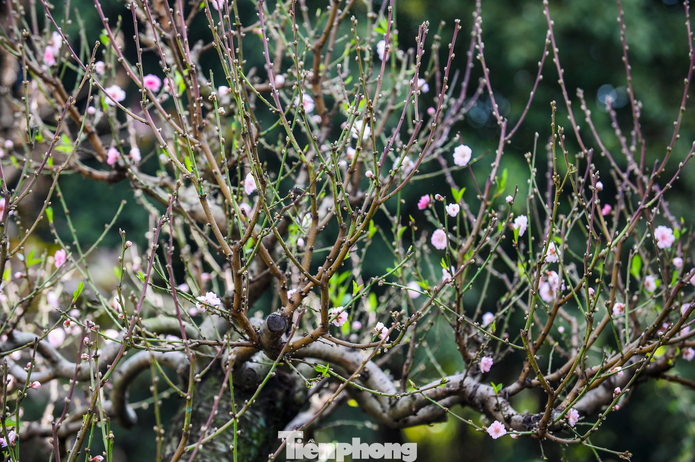 Đào amp;#34;khủngamp;#34; xuống phố, có gốc giá thuê đến cả trăm triệu đồng - 6