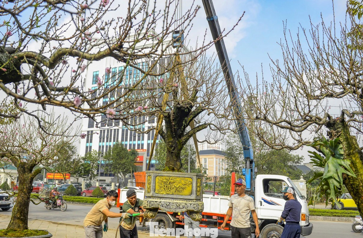 Dù mức giá thuê hay mua những gốc đào cổ thụ không hề thấp nhưng nhiều doanh nhân và người chơi cây cảnh vẫn sẵn sàng chi tiền để sở hữu hoặc thuê một gốc đào cổ thụ. “Khách thuê đào ngày càng nhiều, nhất là những gốc đào cổ thụ, dáng đẹp, thân xù xì, tán rộng. Năm nay tôi dự kiến đưa về khoảng 500 cây để cho thuê. Từ trước ngày 10 tháng Chạp Âm lịch đến nay, tôi đã đưa về hơn 100 gốc và có hàng chục khách đặt cọc”, anh Doãn Văn Minh (SN 1985) cho hay.