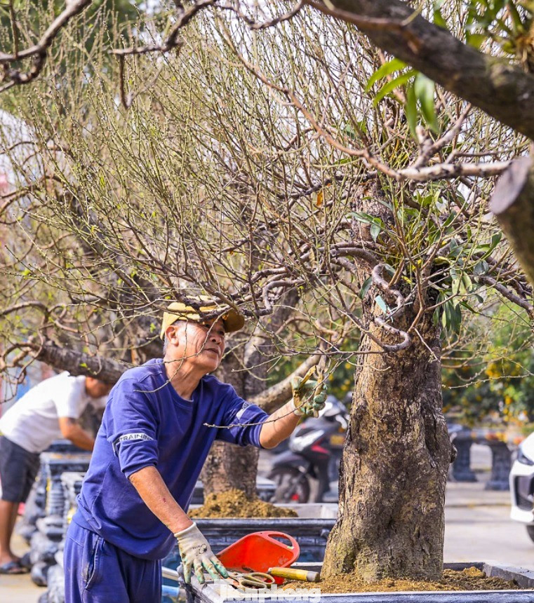 Ngoài việc mua, nhiều gia đình, đơn vị lựa chọn hình thức thuê đào chơi Tết rồi hoàn trả sau Rằm tháng Giêng. Hiện giá thuê dao động từ 10 đến gần 50 triệu đồng/gốc, thậm chí có cây còn được thuê với mức giá lên đến 150 triệu đồng, tùy kích thước, thế dáng và độ hiếm. Trong hình, thợ vườn liên tục chỉnh sửa cành, tạo dáng, đảm bảo mỗi gốc đào đều đạt trạng thái đẹp nhất trước thời điểm Tết.
