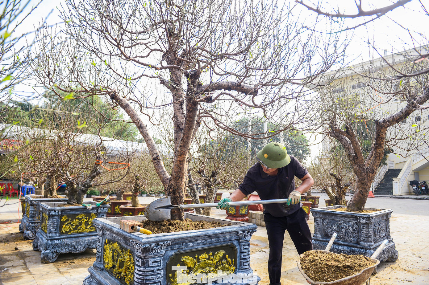 Đào amp;#34;khủngamp;#34; xuống phố, có gốc giá thuê đến cả trăm triệu đồng - 11