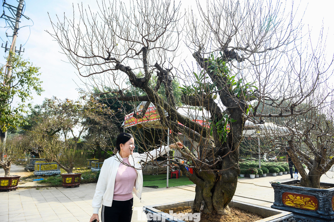 Theo các chủ vườn đào cảnh, do năm nhuận, hoa đào có xu hướng nở sớm. Trong khi đó, thời tiết không thật sự thuận lợi khiến số lượng nụ kém hơn năm trước. Dù vậy, các gốc đào cổ vẫn được nhiều khách săn đón bởi vẻ đẹp sang trọng, phù hợp trưng bày tại không gian lớn.