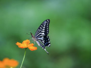 Sinh 3 tháng Âm lịch này, khó khăn mấy cũng có người kéo lên