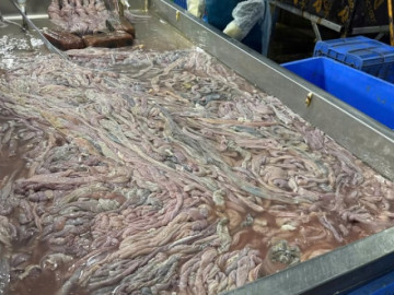 NÓNG: Phát hiện 60 tấn lòng lợn không rõ nguồn gốc, bốc mùi, đổi màu ở Hà Nội