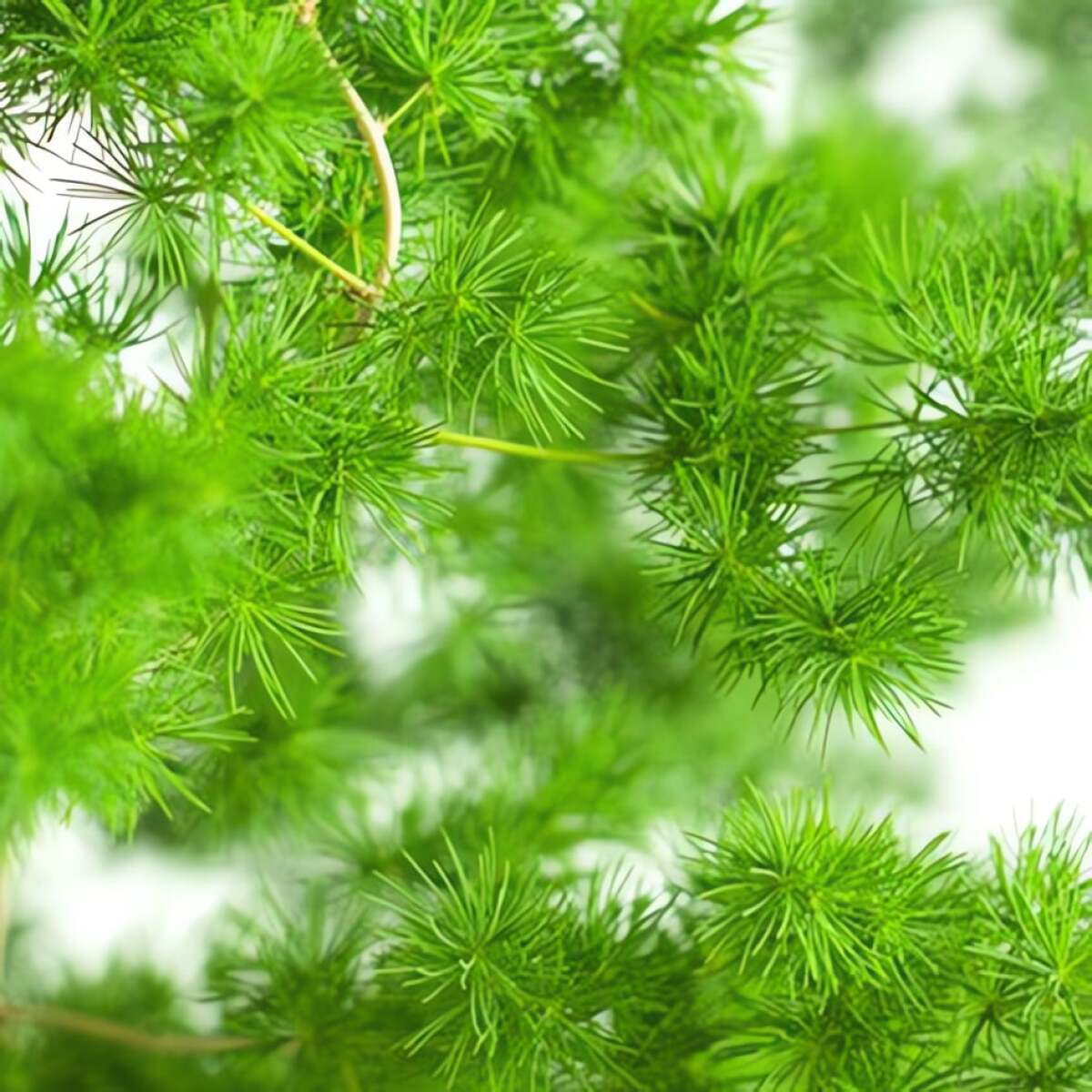 Cây cảnh này có tán lá xanh tươi quanh năm. Ảnh minh họa Toutiao